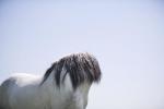 Bild-Thumbnail
