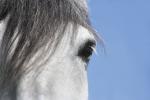 Bild-Thumbnail