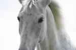 Bild-Thumbnail