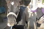 Bild-Thumbnail
